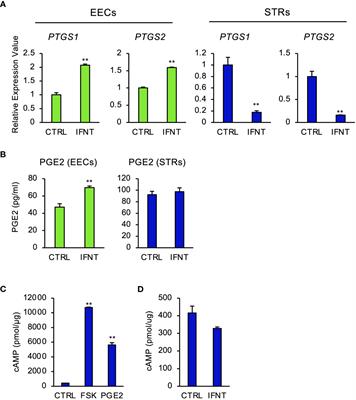 Expression of NFIL3 and CEBPA regulated by IFNT induced-PGE2 in bovine endometrial stromal cells during the pre-implantation period